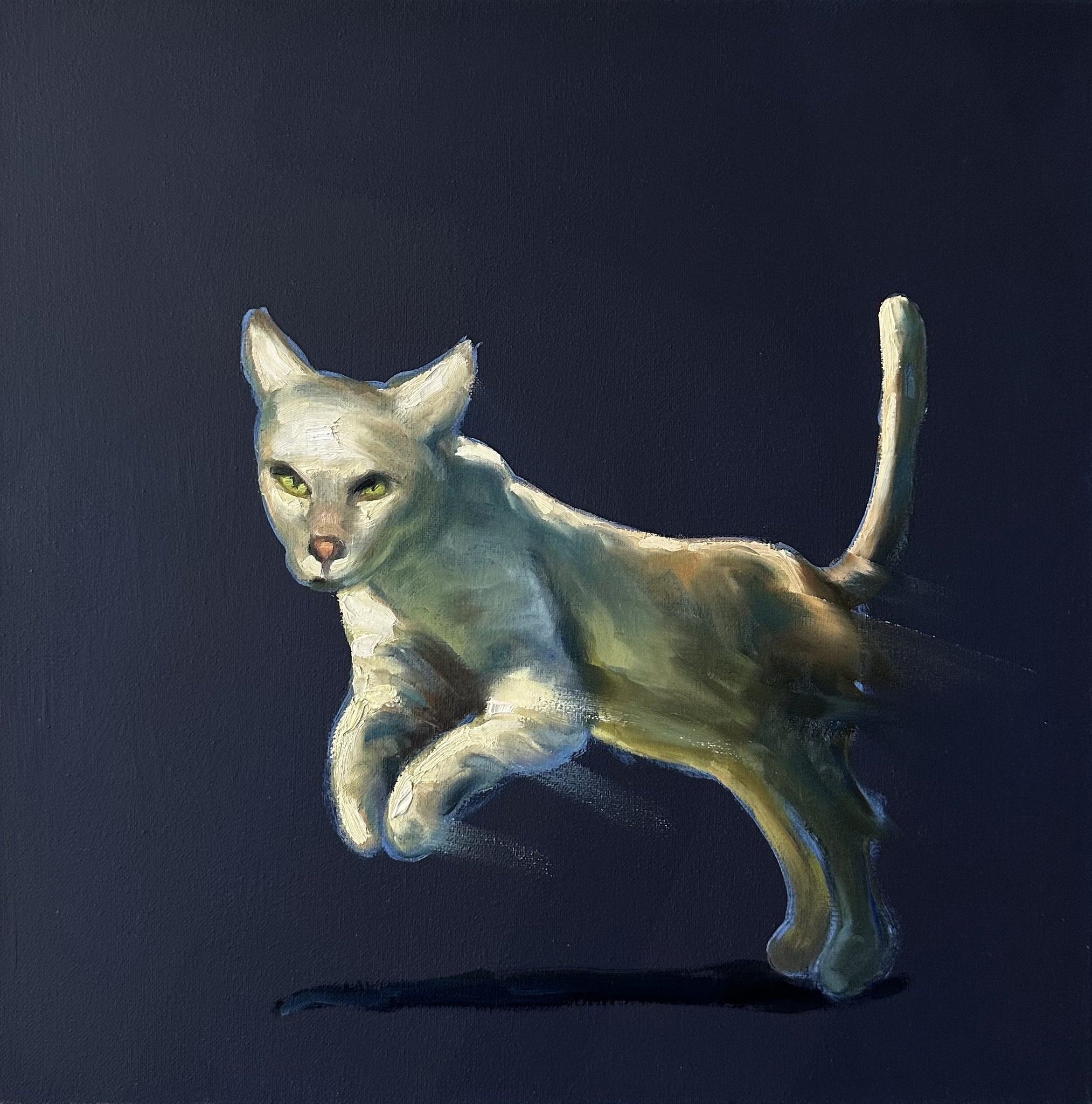 Kimba, der weiße Stadt-Löwe!